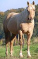 /album/galerie-photos/quarter-horse-jpeg/